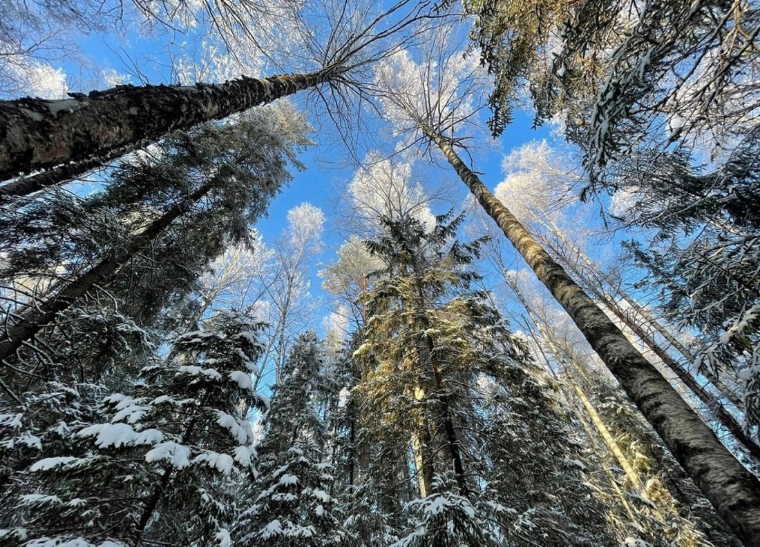 Вологодская область вошла в ТОП-5 лидеров по доходам в лесной отрасли