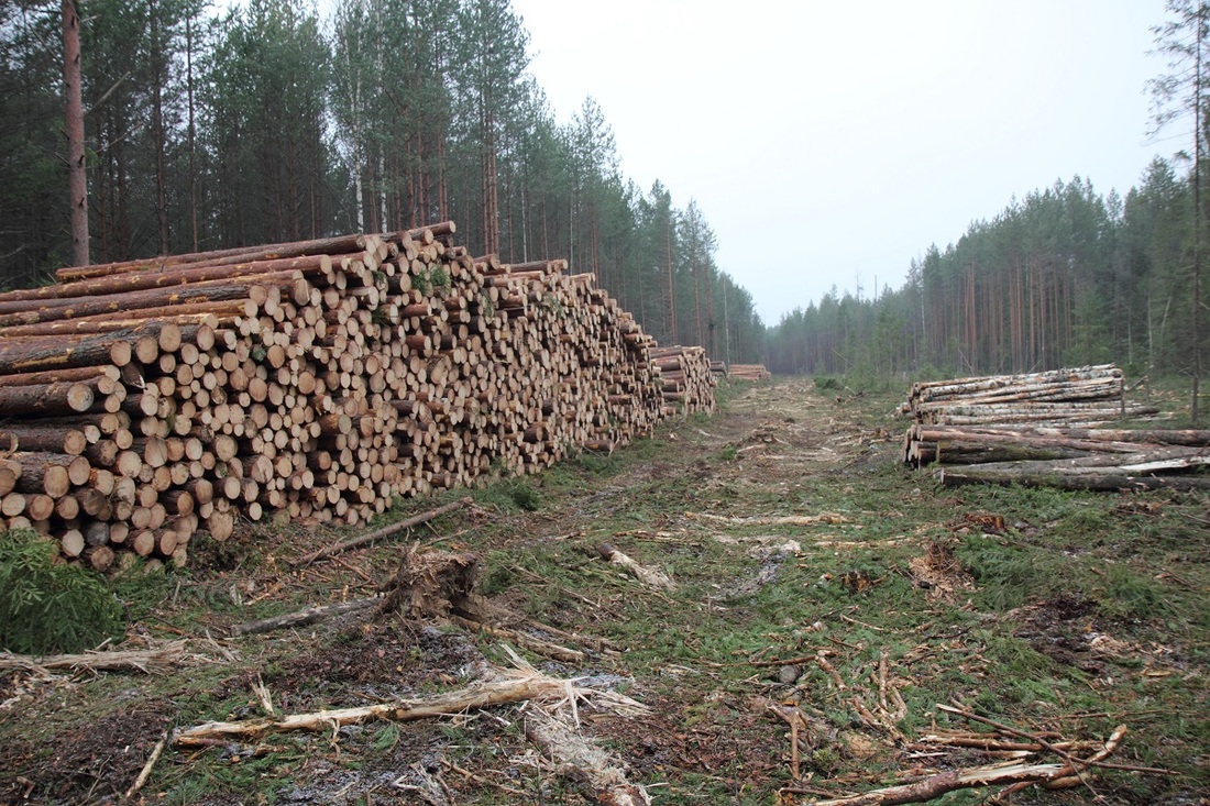 В тройке лидеров по РФ: высокие показатели заготовки древесины показывает Вологодская область