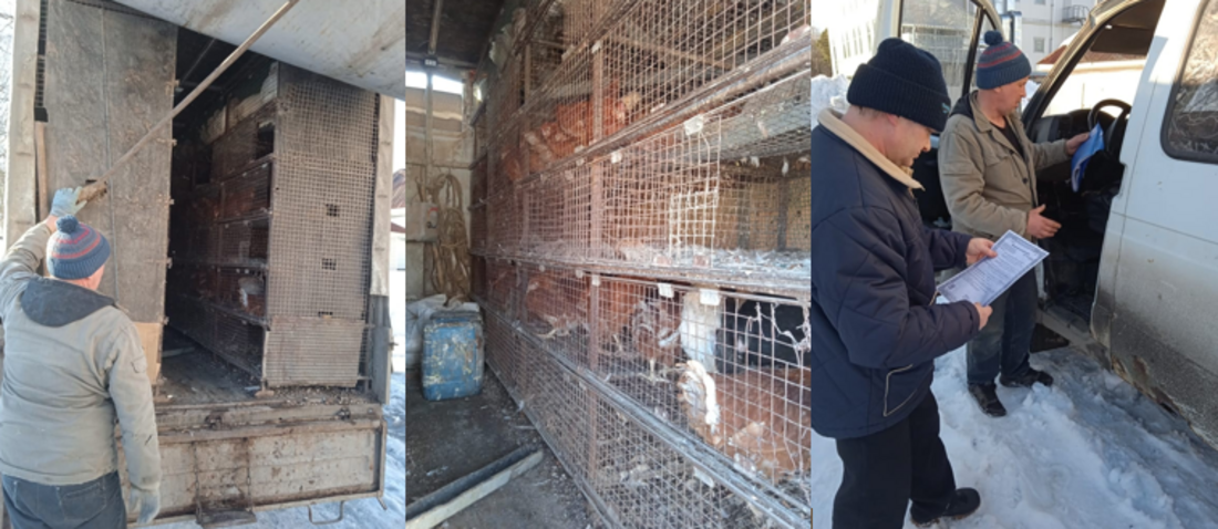 Попытки незаконной торговли птицей пресечены в нескольких муниципалитетах Вологодской области