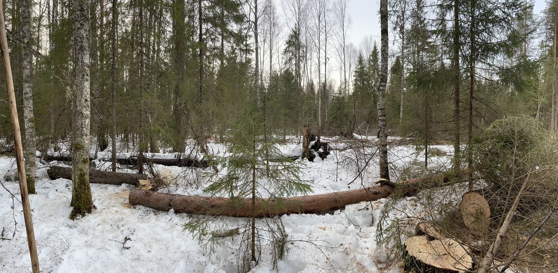 53-летний рубщик леса погиб под Великим Устюгом