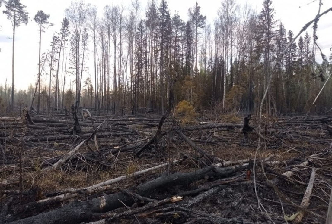 Неосторожность отдыхающих привела к лесному пожару в Вытегорском районе