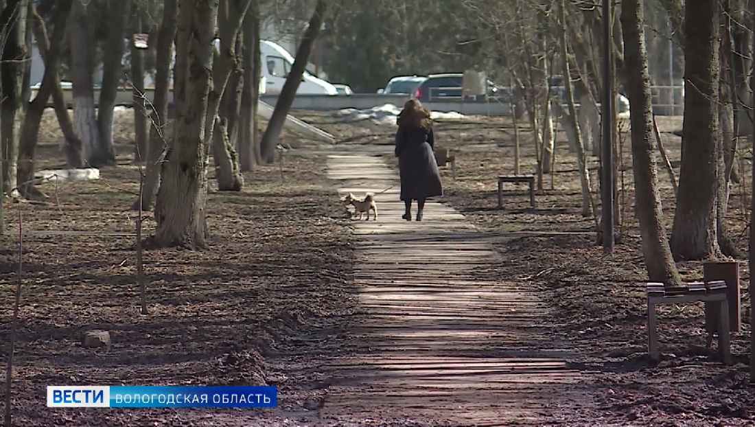 Несанкционированное кладбище домашних животных ликвидируют в Череповце