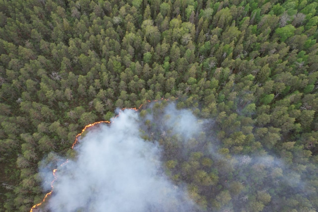 Крупный лесной пожар ликвидирован в Кирилловском районе