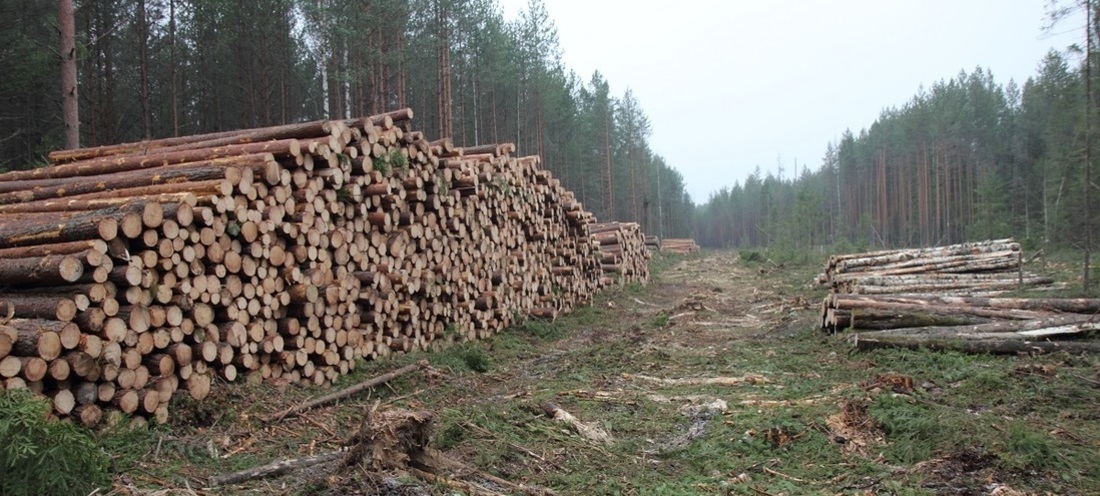 Получение древесины в случае потери жилья станет проще в Вологодской области