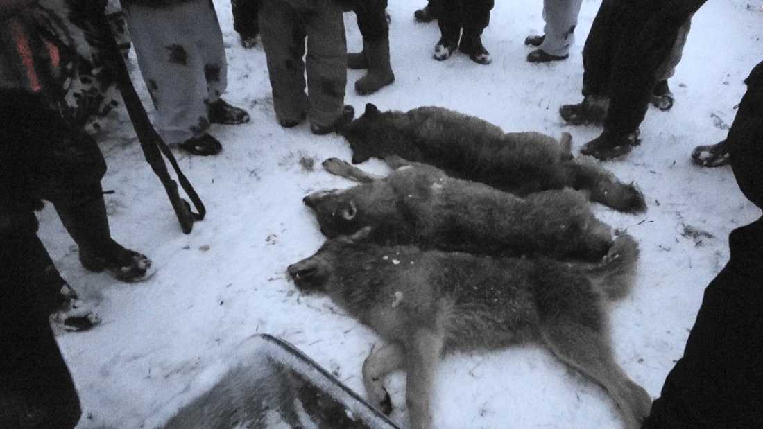 За добытых волков в Вологодской области будут выдавать премии