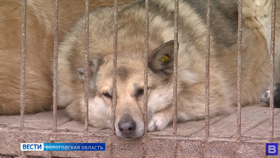 Жители Вологды могут сдать вторсырьё и помочь бездомным животным