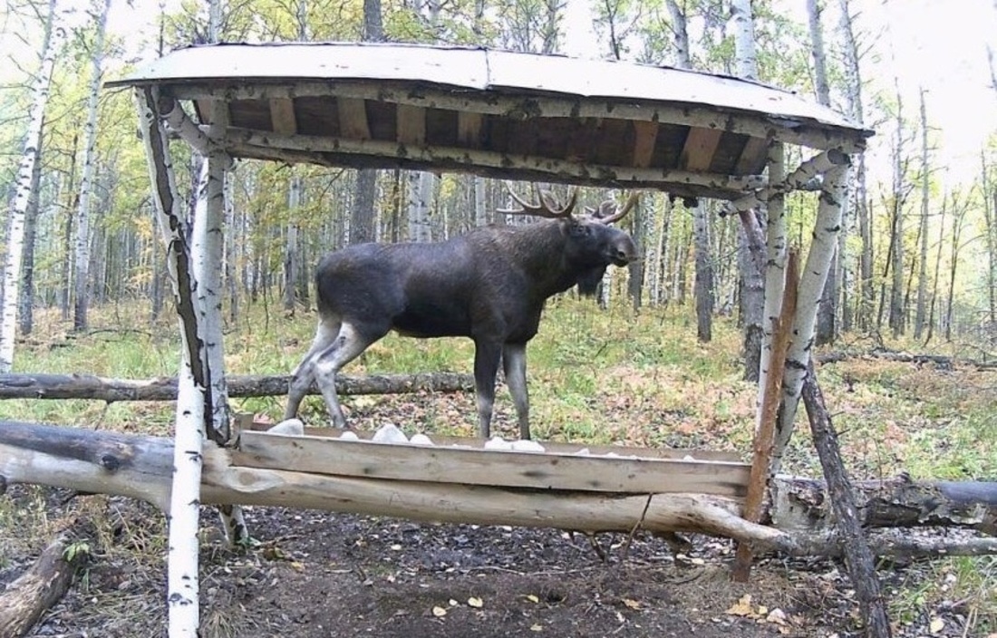 В Вологодской области установили лимиты на добычу лосей и рыси