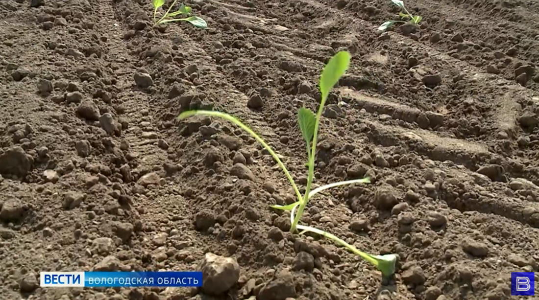 Предварительные итоги по урожаю подвели в Вологодской области