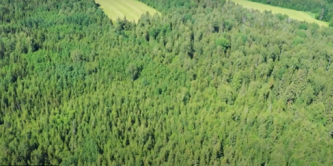 Вологодские лесопромышленники смогут сократить издержки за аренду участков для заготовки древесины