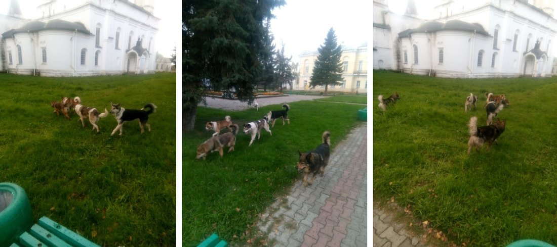 Псы с городских окраин: бездомные собаки терроризируют Великий Устюг