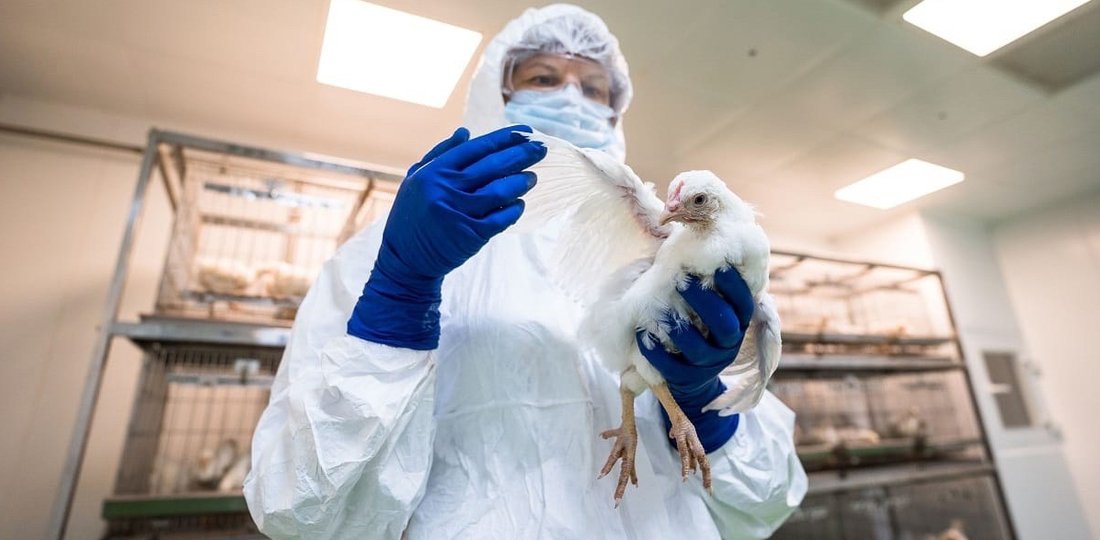 Острая вспышка птичьего гриппа выявлена в Вологодской области