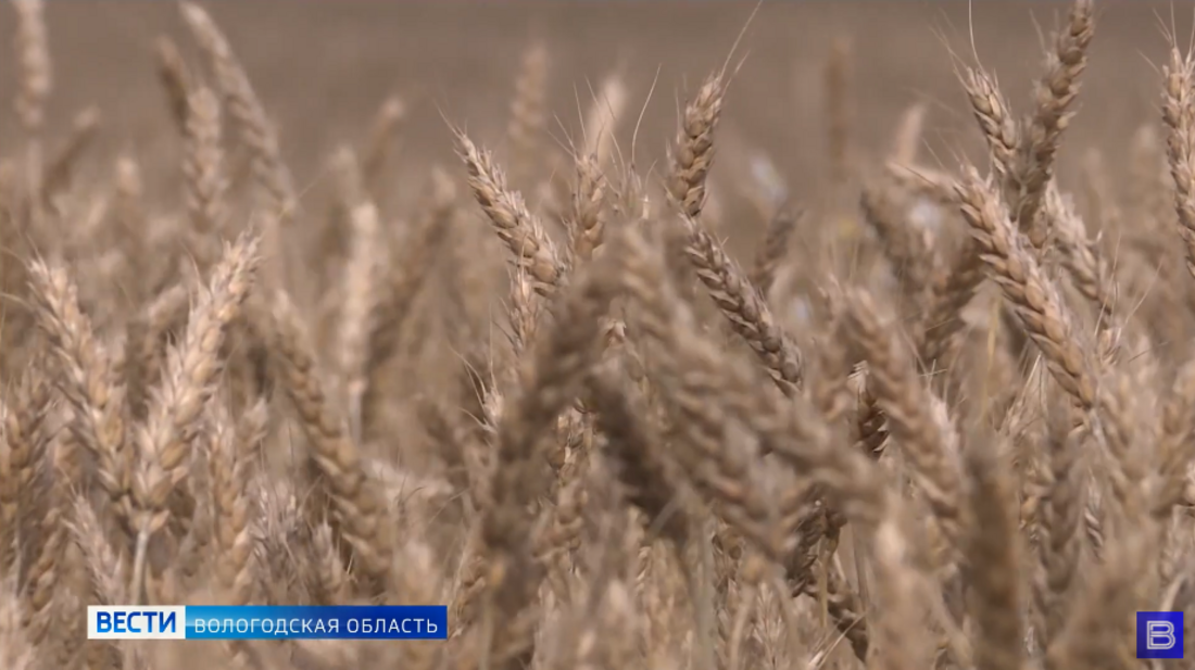 Режим ЧС: в Великоустюгском районе может погибнуть половина урожая