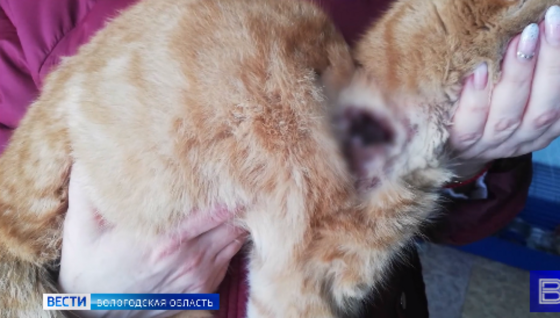 В Великоустюгском районе живодеры расстреляли из пневматического оружия котов