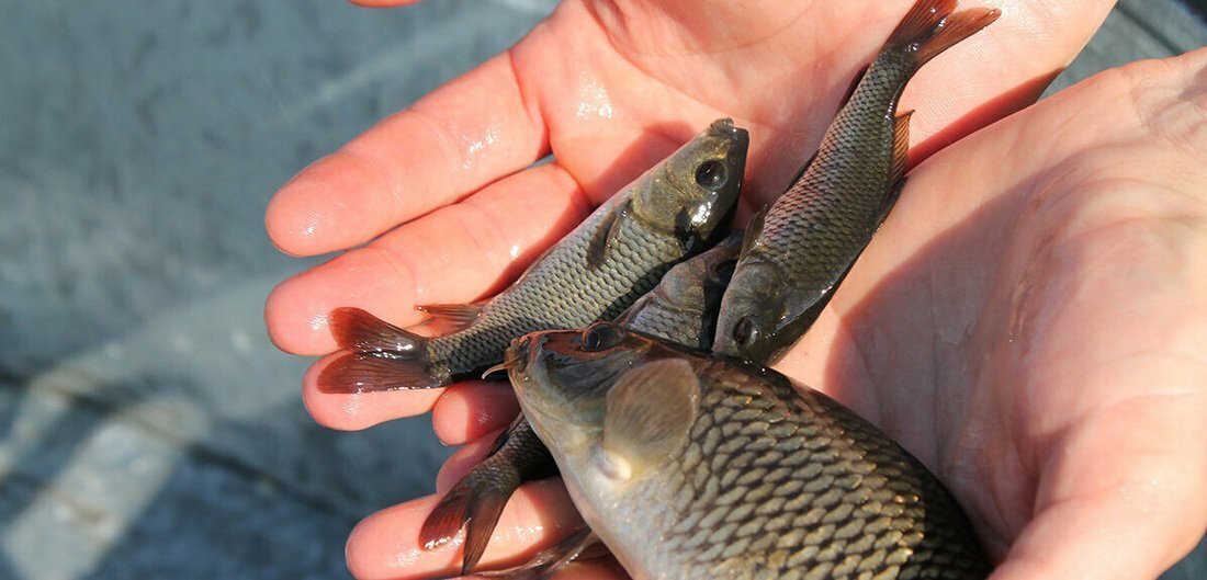 Незаконный улов: браконьеры выловили в Белом озере рыбы на 1,1 млн рублей