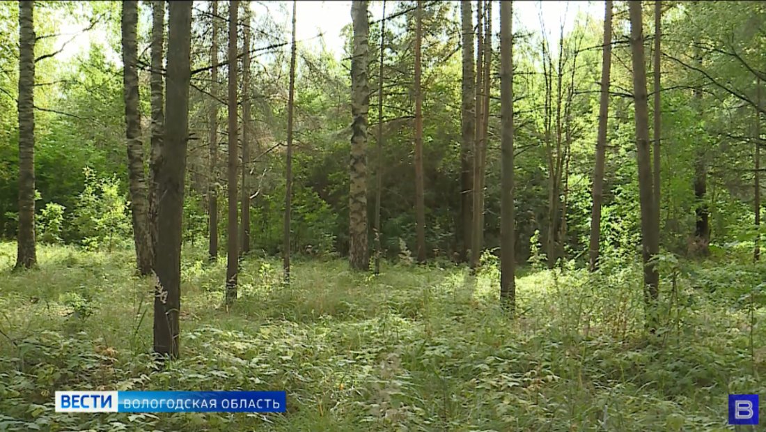 Потерявшегося в лесу пенсионера нашли погибшим в Устюженском округе