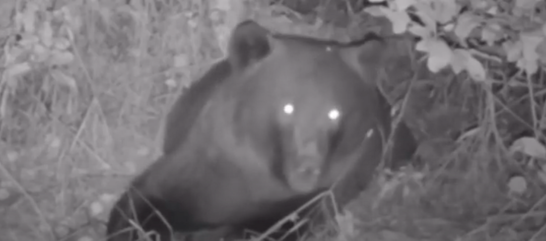 Медведь напугал жителей деревни Ермолово Вологодского округа