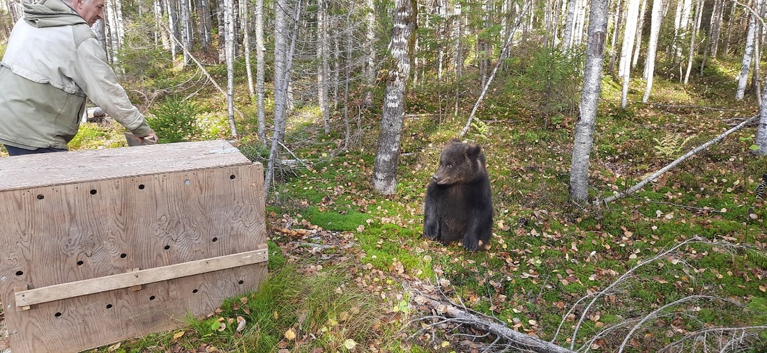 Спасённого медвежонка выпустили в лес в Тарногском округе
