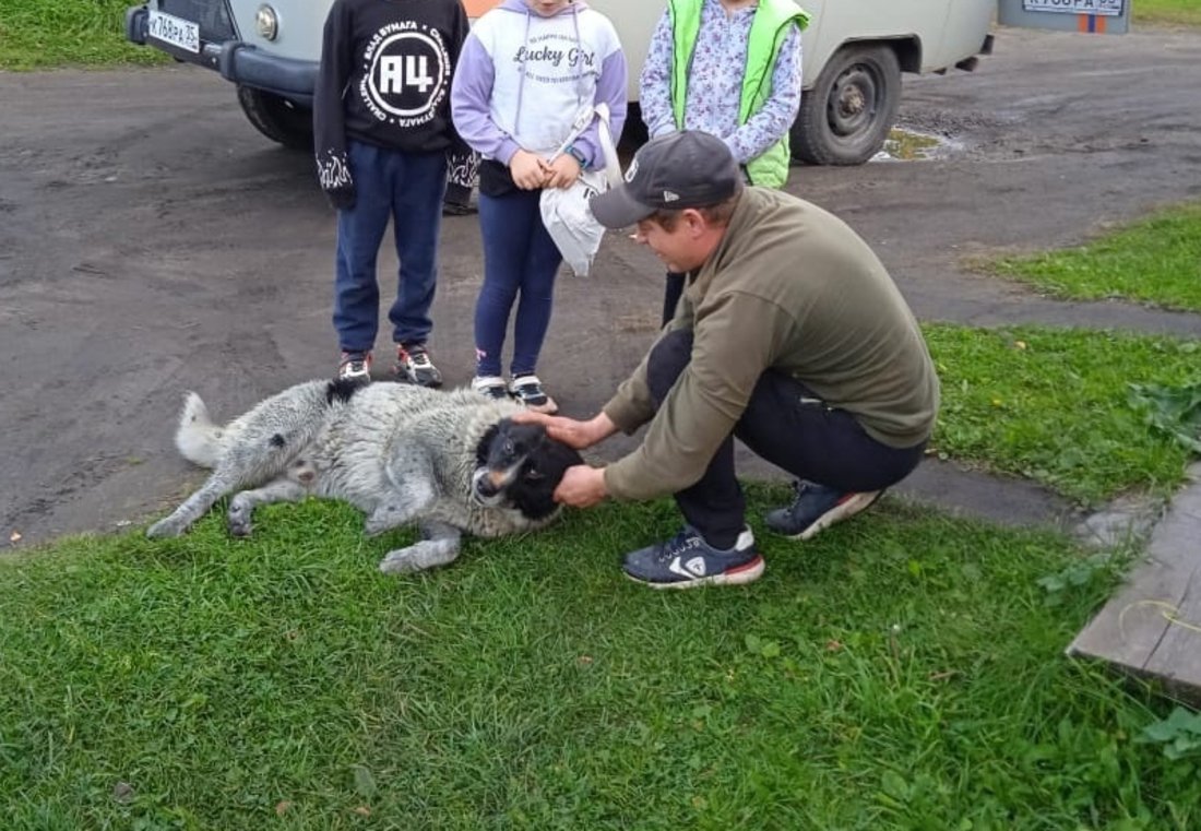 Провалившуюся в заброшенный кессон собаку спасли под Белозерском