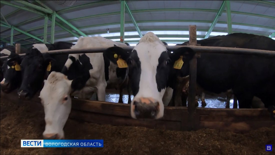 Сельскохозяйственных животных оцифруют в Вологодской области