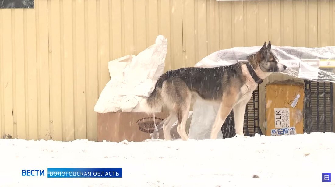 Штраф за самовыгул собак ввели в Вологодской области