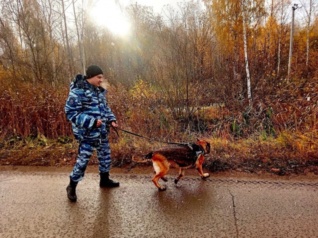 Потерявшихся школьников помогли отыскать инспектор-кинолог с собакой в Вологде