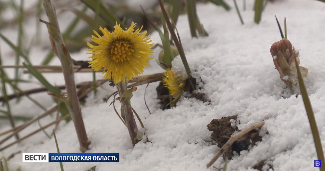 В Череповце из-за заморозков сдвинули сроки завершения отопительного сезона