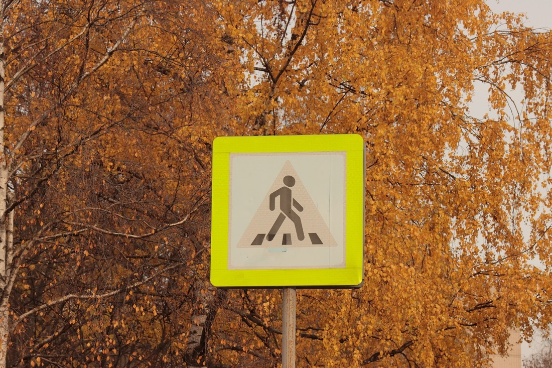 В Вологодской области могут появиться проекционные пешеходные переходы