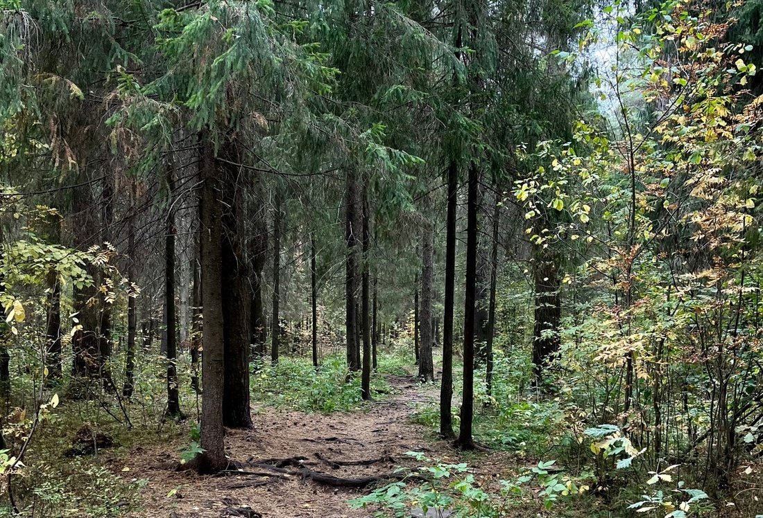 54-летняя жительница Белозерска заблудилась в лесу