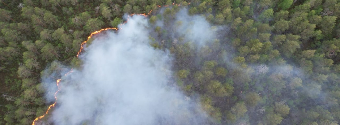 Вологодская область вошла в ТОП-5 субъектов РФ по ликвидации лесных пожаров в первые сутки