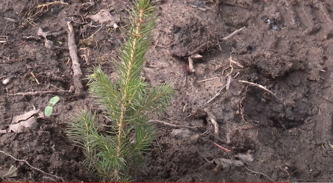 В Кич-Городецком районе обнаружена незаконная рубка леса