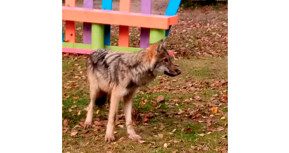 В Нюксенском районе волк вышел на территорию детского сада