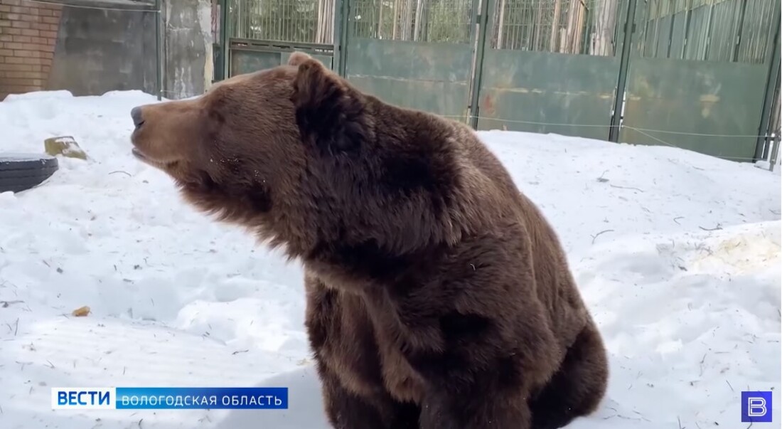 Численность медведей посчитали в Вологодской области