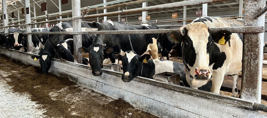 Вологодские сельскохозяйственники увеличили производство сырого молока