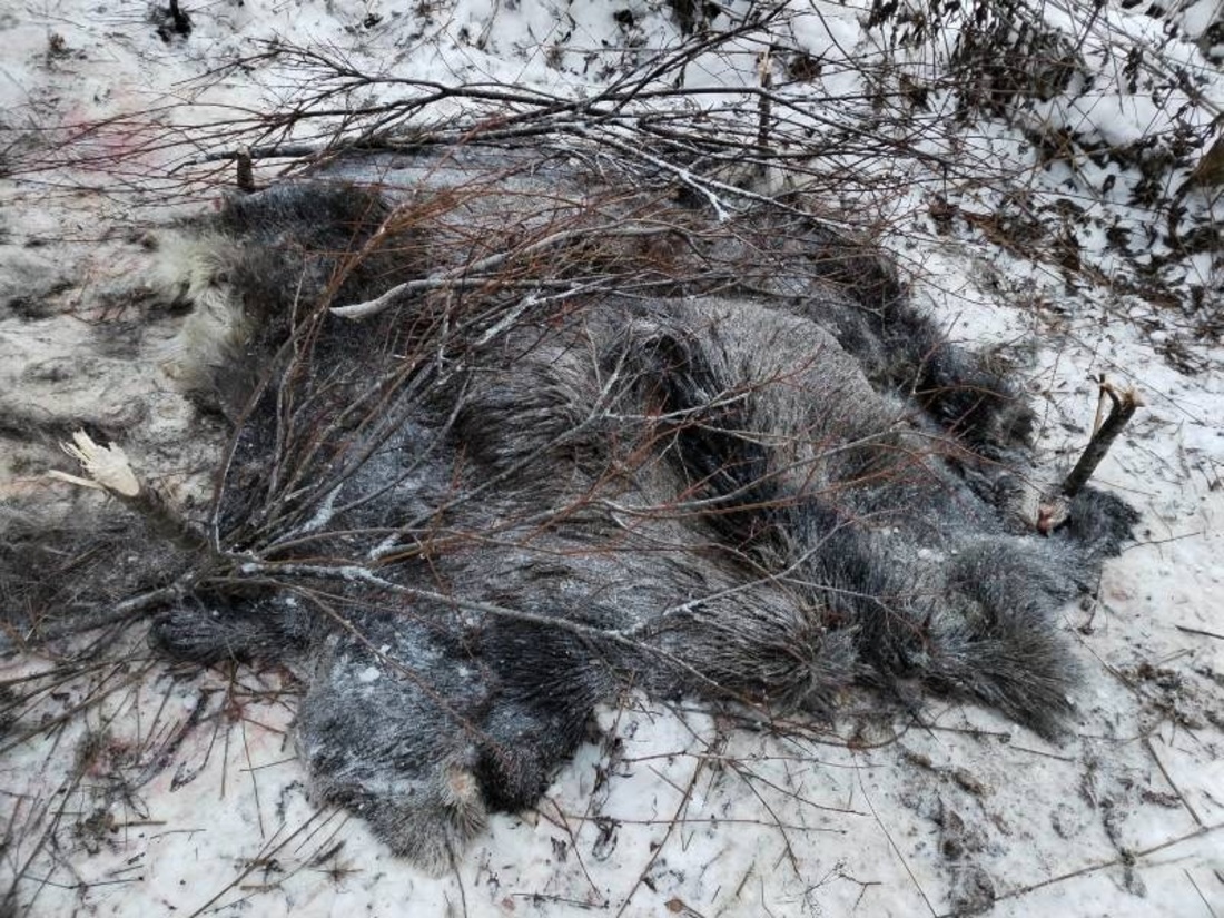 Пожилому браконьеру грозит лишение свободы за незаконную охоту в Тотемском округе