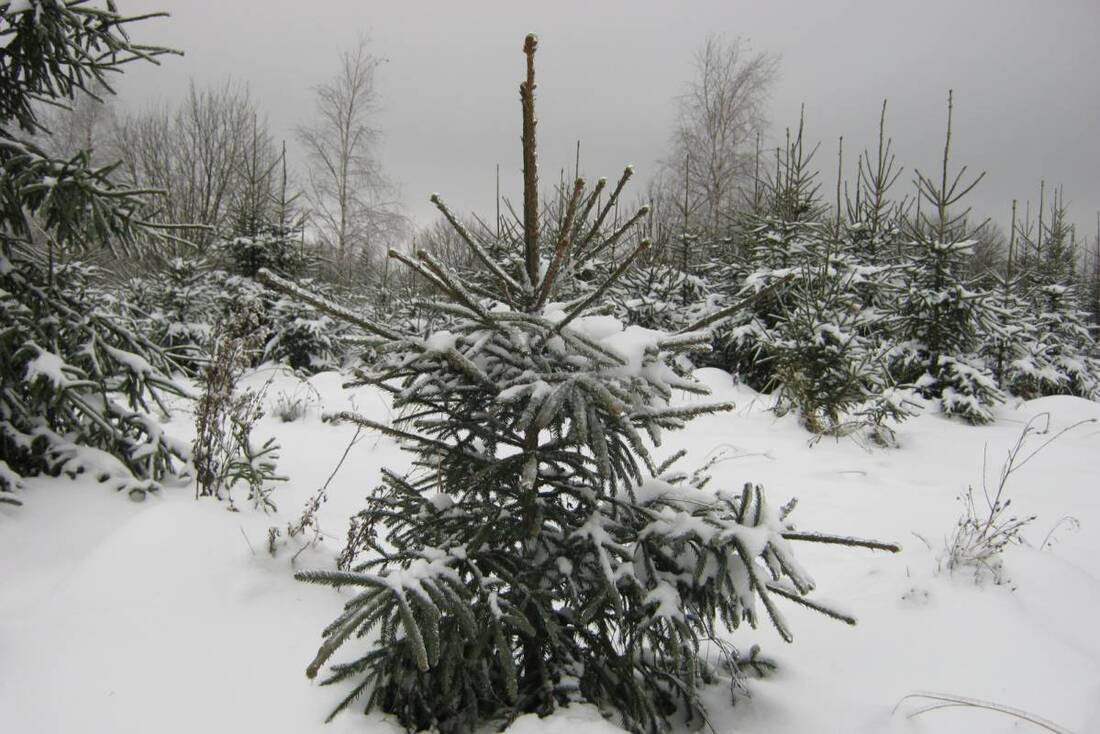 Патрулирование лесов усилено в Вологодской области