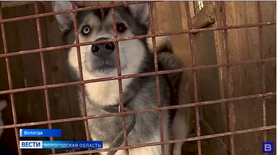 Твори добро: российский бизнес хотят привлечь к помощи бездомным животным