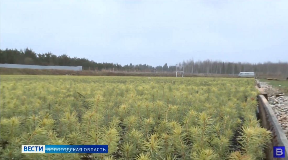 Почти 100 гектаров леса восстановлено в Вологодской области 