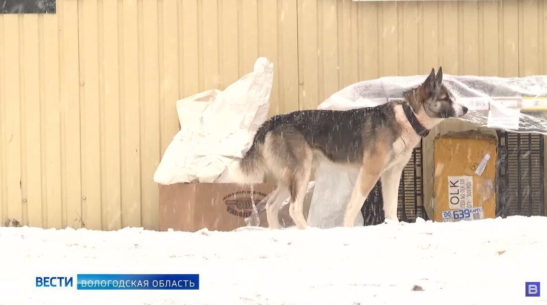 Стая бродячих собак терроризирует жителей посёлка в Чагодощенском районе