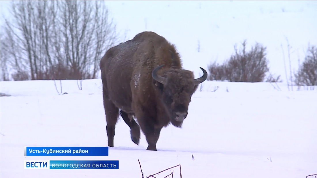 Популяция краснокнижных зубров вырастет в Вологодской области