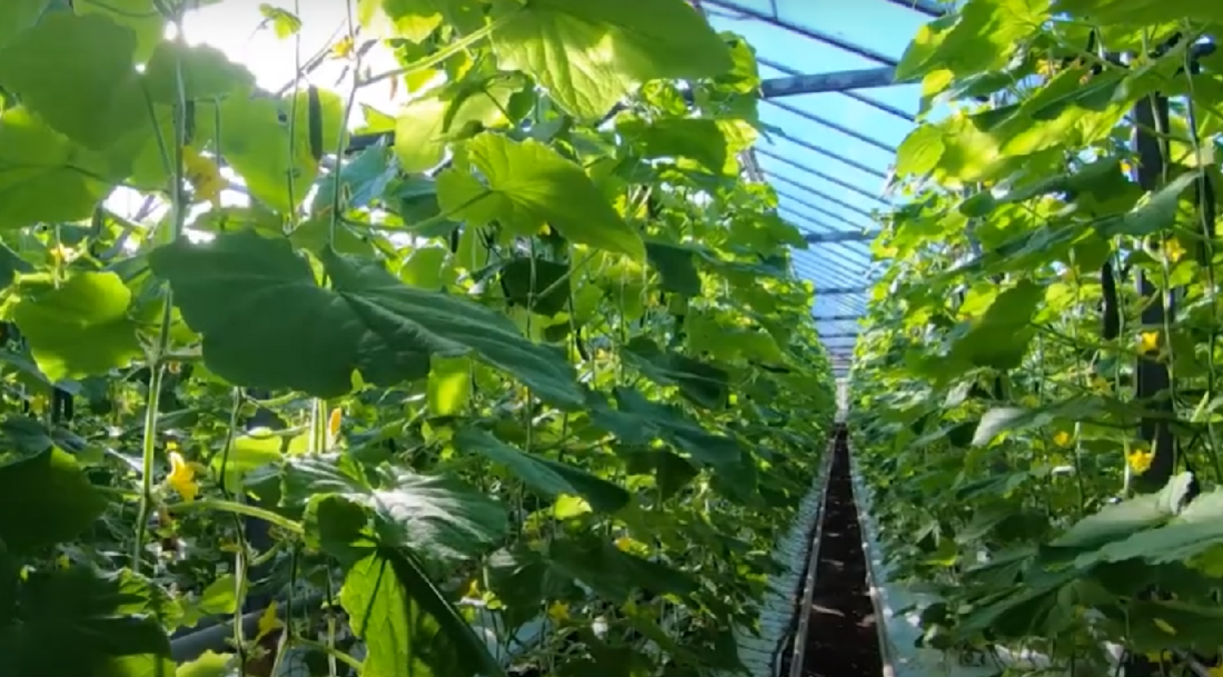 Почти 9 тонн тепличных огурцов и помидоров собрали в Вологодской области