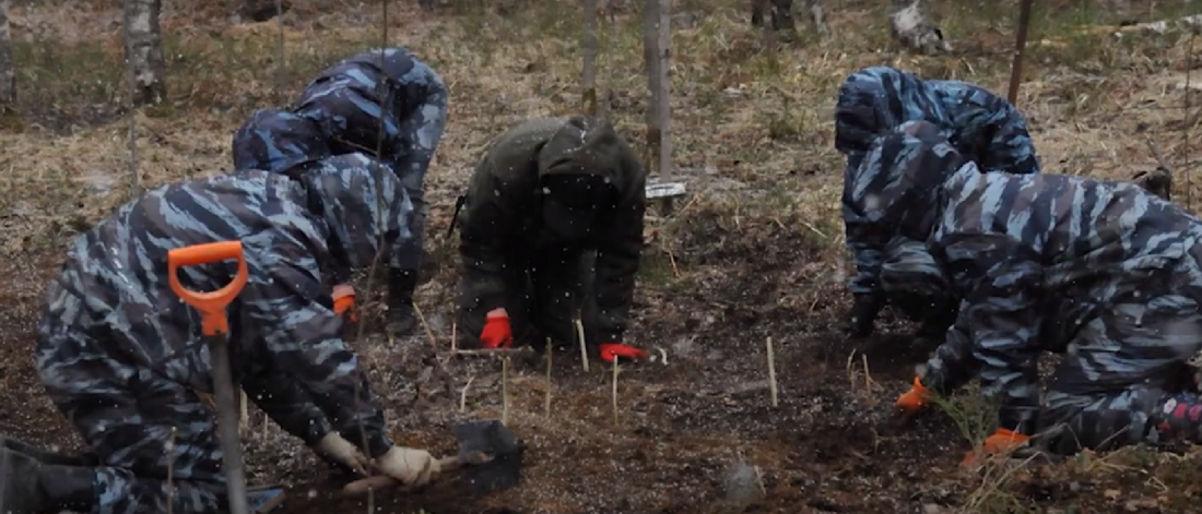 Вологодские поисковики подняли останки 68 бойцов в рамках экспедиции «Вороново»