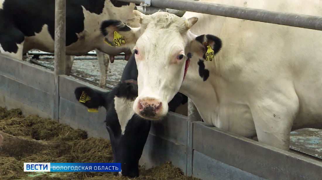 Валовое производство молока увеличилось в Вожегодском районе