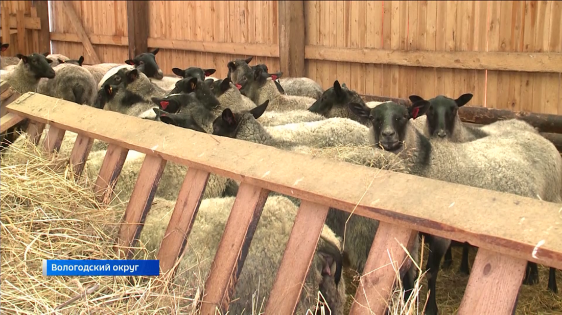 Свыше сотни племенных овец отправили из Вологодской области в Узбекистан