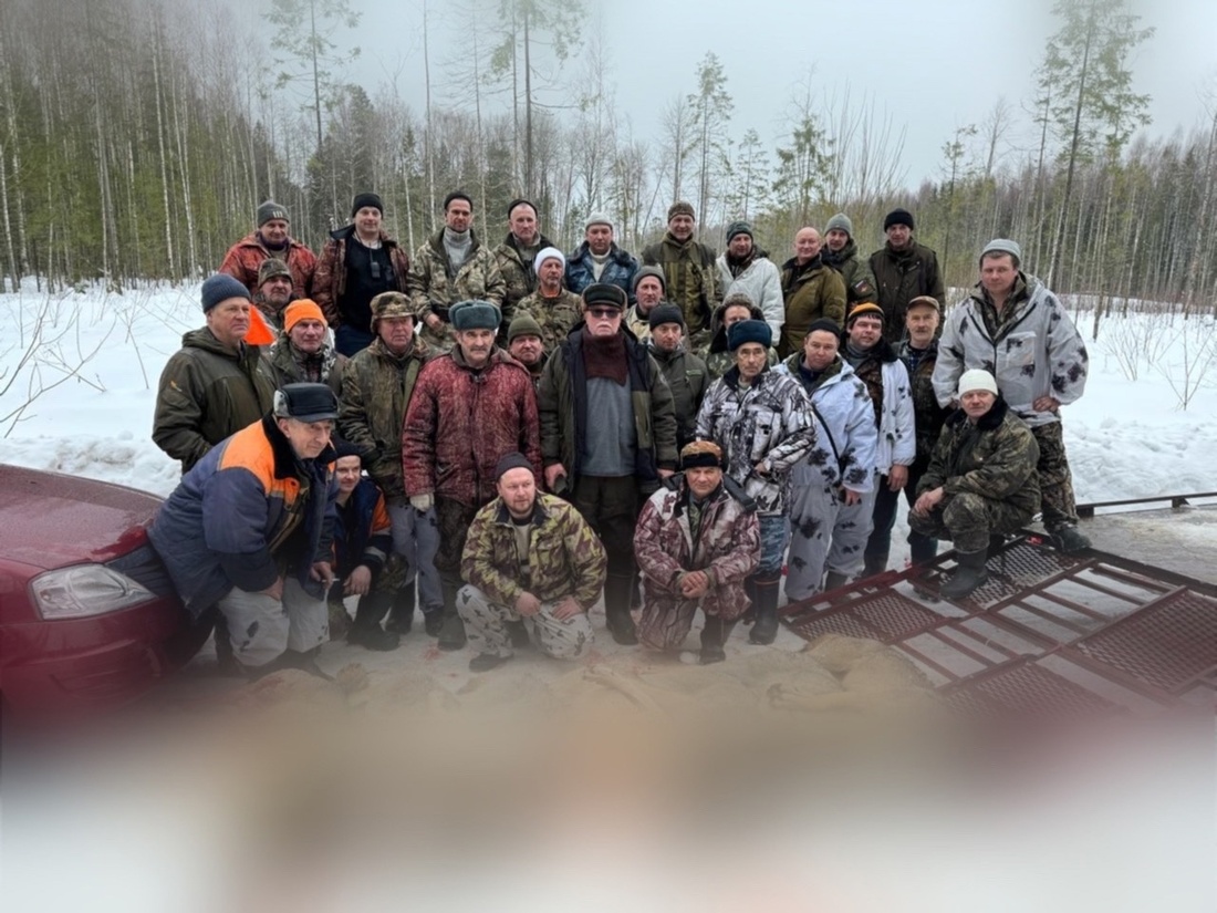 Семь волков добыли опытные охотники под Белозерском