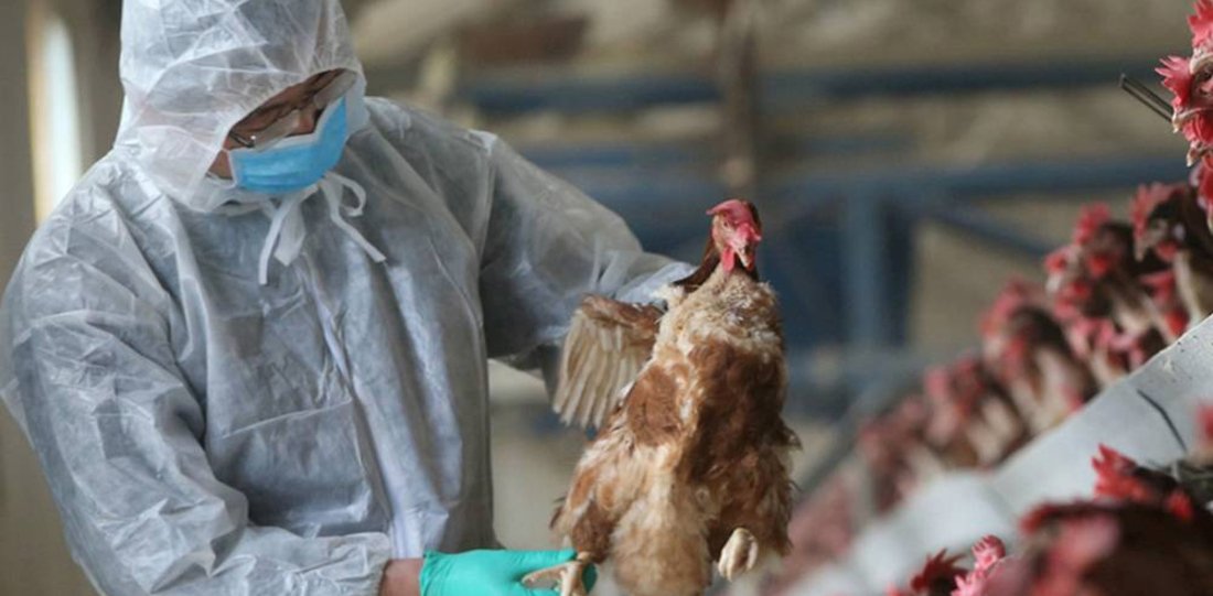 Меры безопасности против птичьего гриппа усилены в Вологодской области