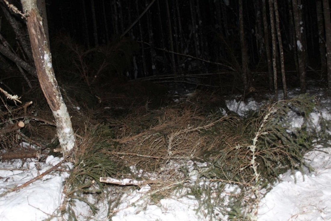 «Чёрный» лесоруб попался на незаконной добыче древесины в Бабушкинском округе