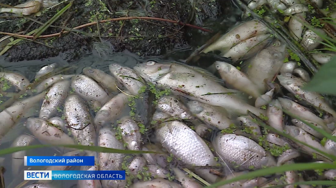 Полтонны мертвой рыбы нашли жители Белозерского района на берегах Маткозера
