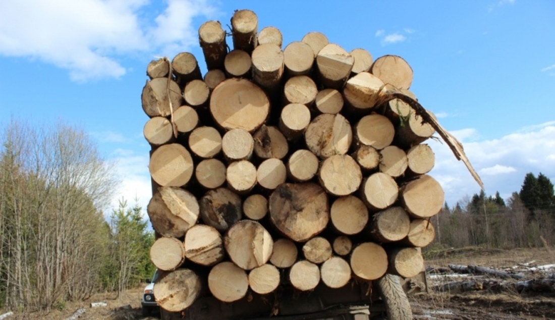 «Чёрному» лесорубу грозит тюремный срок на незаконную добычу древесины в Бабушкинском округе