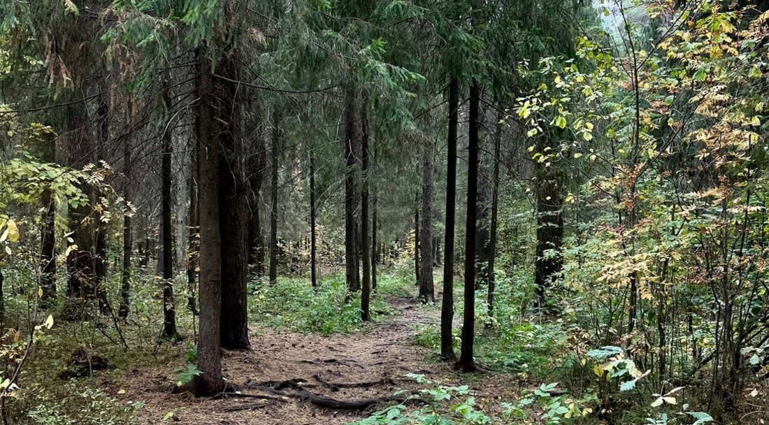 Сбор шишек для лесовосстановления стартовал в Вологодской области 