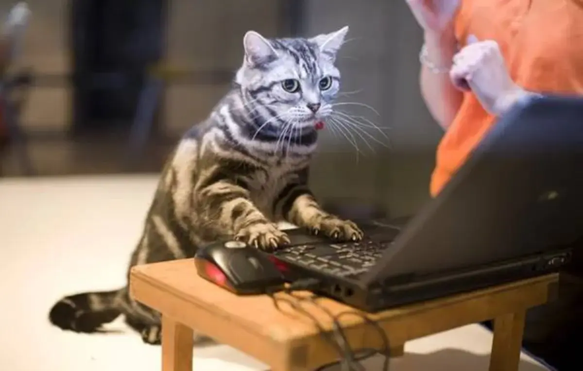 Кот разработчик. Кот программист. Компьютерный кот. Кошка и компьютер. Кот Игроман.